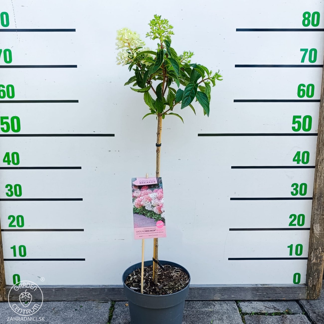 Obrázok Hortenzia metlinatá (Hydrangea paniculata) ´GROUNDBREAKER® BLUSH´ by LIVING CREATIONS®´ - výška 60-70 cm, kont. C3L - NA KMIENKU